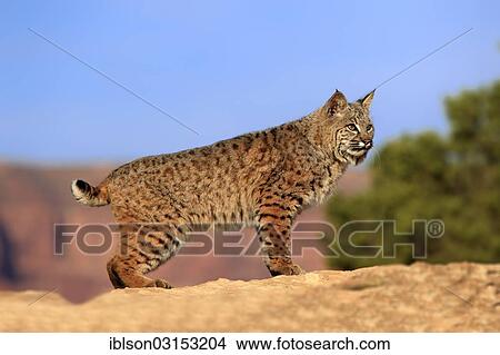 "Bobcat (Lynx rufus) standing on a rock, captive, Monument Valley, Utah, United States, North America" View Large Photo Image Picture - "Bobcat (Lynx rufus) standing on a rock, captive, Monument Valley, Utah, United States, North America". Fotosearch