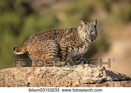 "Bobcat (Lynx rufus) standing on a rock, captive, Monument Valley, Utah, United States, North America" View Large Photo Image Stock Image - "Bobcat (Lynx rufus) standing on a rock, captive, Monument Valley, Utah, United States, North America". Fotosearch
