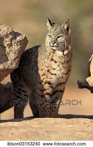 "Bobcat (Lynx rufus) standing on a rock, captive, Monument Valley, Utah, United States, North America" View Large Photo Image Stock Image - "Bobcat (Lynx rufus) standing on a rock, captive, Monument Valley, Utah, United States, North America". Fotosearch