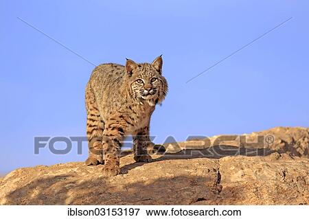 "Bobcat (Lynx rufus) standing on a rock, captive, Monument Valley, Utah, United States, North America" View Large Photo Image Stock Photo - "Bobcat (Lynx rufus) standing on a rock, captive, Monument Valley, Utah, United States, North America". Fotosearch