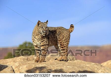 Stock Photo - "Bobcat (Lynx rufus) standing on a rock, captive, Monument Valley, Utah, United States, North America". Fotosearch