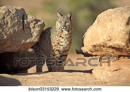 "Bobcat (Lynx rufus) standing on a rock, captive, Monument Valley, Utah, United States, North America" View Large Photo Image Stock Photo - "Bobcat (Lynx rufus) standing on a rock, captive, Monument Valley, Utah, United States, North America". Fotosearch