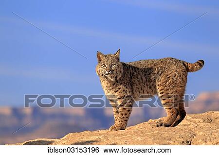 "Bobcat (Lynx rufus) standing on a rock, captive, Monument Valley, Utah, United States, North America" View Large Photo Image Stock Photograph - "Bobcat (Lynx rufus) standing on a rock, captive, Monument Valley, Utah, United States, North America". Fotosearch