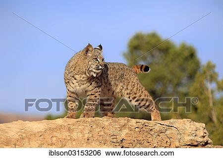"Bobcat (Lynx rufus) standing on a rock, captive, Monument Valley, Utah, United States, North America" View Large Photo Image Stock Photograph - "Bobcat (Lynx rufus) standing on a rock, captive, Monument Valley, Utah, United States, North America". Fotosearch