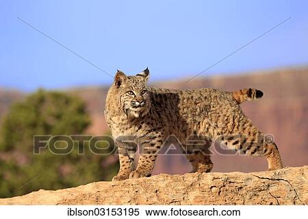 "Bobcat (Lynx rufus) standing on a rock, captive, Monument Valley, Utah, United States, North America" View Large Photo Image Stock Photography - "Bobcat (Lynx rufus) standing on a rock, captive, Monument Valley, Utah, United States, North America". Fotosearch