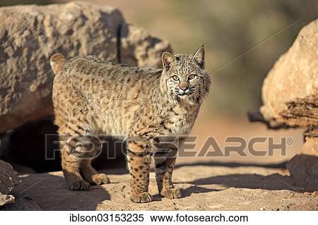"Bobcat (Lynx rufus) standing on a rock, captive, Utah, United States, North America" View Large Photo Image Stock Photography - "Bobcat (Lynx rufus) standing on a rock, captive, Utah, United States, North America". Fotosearch