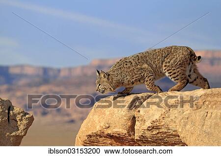 "Bobcat (Lynx rufus) walking over a rock, captive, Monument Valley, Utah, United States, North America" View Large Photo Image Stock Image - "Bobcat (Lynx rufus) walking over a rock, captive, Monument Valley, Utah, United States, North America". Fotosearch