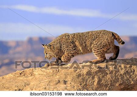 "Bobcat (Lynx rufus) walking over a rock, captive, Monument Valley, Utah, United States, North America" View Large Photo Image Stock Photo - "Bobcat (Lynx rufus) walking over a rock, captive, Monument Valley, Utah, United States, North America". Fotosearch