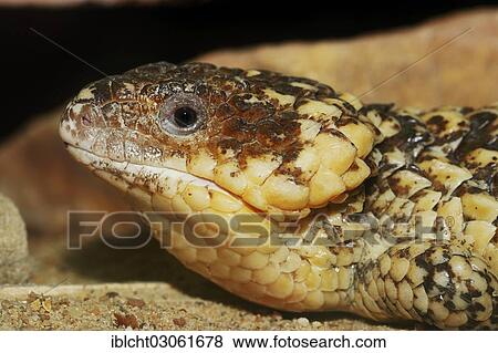 "Bobtail Skink or Western Shingleback (Tiliqua rugosa, Trachydosaurus rugosus), portrait, native to Australia, captive, Bergkamen, North Rhine-Westphalia, Germany, Europe" View Large Photo Image Stock Photo - "Bobtail Skink or Western Shingleback (Tiliqua rugosa, Trachydosaurus rugosus), portrait, native to Australia, captive, Bergkamen, North Rhine-Westphalia, Germany, Europe". Fotosearch
