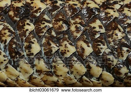 "Bobtail Skink or Western Shingleback (Tiliqua rugosa, Trachydosaurus rugosus), skin detail, native to Australia, captive, Bergkamen, North Rhine-Westphalia, Germany, Europe" View Large Photo Image Stock Photo - "Bobtail Skink or Western Shingleback (Tiliqua rugosa, Trachydosaurus rugosus), skin detail, native to Australia, captive, Bergkamen, North Rhine-Westphalia, Germany, Europe". Fotosearch