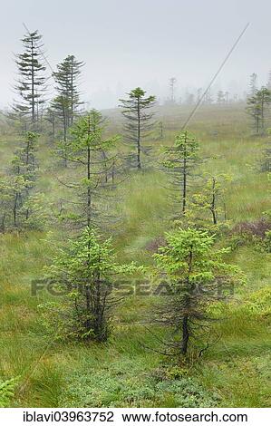Stock Image - "Bodebruch Moor, peat bog, in the fog, Harz National Park, Saxony-Anhalt, Germany, Europe". Fotosearch