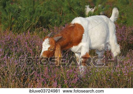 "Boer goat feeding on heather, robust goat breed for extensive landscaping, Schleswig-Holstein, Germany, Europe" View Large Photo Image Stock Image - "Boer goat feeding on heather, robust goat breed for extensive landscaping, Schleswig-Holstein, Germany, Europe". Fotosearch