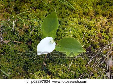 "Bog Arum (Calla palustris), flowering, growing in bog, Meenikunno Maastikukaitseala Reserve, Estonia, Europe" View Large Photo Image Picture - "Bog Arum (Calla palustris), flowering, growing in bog, Meenikunno Maastikukaitseala Reserve, Estonia, Europe". Fotosearch