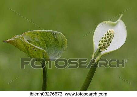 Stock Image - "Bog Arum or Marsh Calla (Calla palustris), Haren, Emsland, Lower Saxony, Germany, Europe". Fotosearch