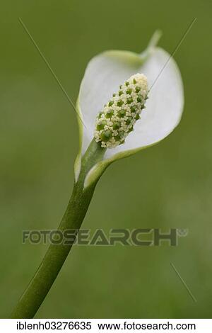 "Bog Arum or Marsh Calla (Calla palustris), Haren, Emsland, Lower Saxony, Germany, Europe" View Large Photo Image Stock Photography - "Bog Arum or Marsh Calla (Calla palustris), Haren, Emsland, Lower Saxony, Germany, Europe". Fotosearch