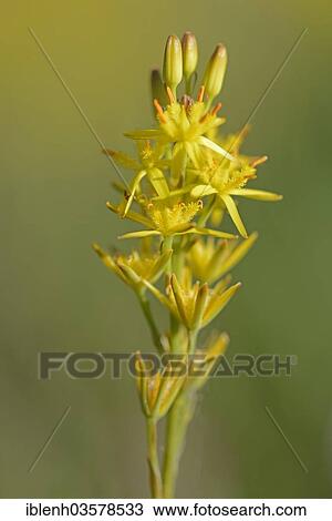 "Bog Asphodel (Narthecium ossifragum), Ottermeer, Wiesmoor, Lower Saxony, Germany, Europe" View Large Photo Image Stock Image - "Bog Asphodel (Narthecium ossifragum), Ottermeer, Wiesmoor, Lower Saxony, Germany, Europe". Fotosearch
