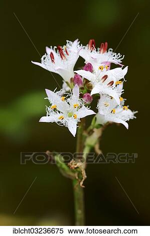Stock Photography - "Bog-bean or Buckbean (Menyanthes trifoliata), flowers, North Rhine-Westphalia, Germany, Europe". Fotosearch