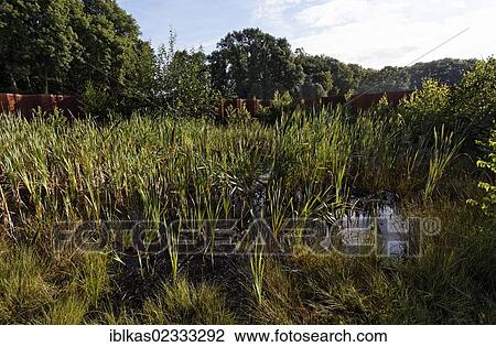 Stock Image - "Bog pond in the landscape section, Varus Battle or Battle of the Teutoburg Forest, Kalkriese Museum and Park, Osnabruecker Land region, Lower Saxony, Germany, Europe". Fotosearch