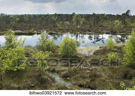 Stock Image - "Bog pond on the trail in the Schwarzes Moor nature reserve, high moor, Rhon Biosphere Reserve, Fladungen, Bavaria, Germany, Europe". Fotosearch