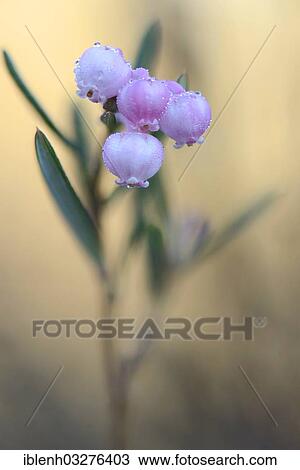 "Bog Rosemary (Andromeda polyfolia), Dalum, Emsland, Lower Saxony, Germany, Europe" View Large Photo Image Stock Image - "Bog Rosemary (Andromeda polyfolia), Dalum, Emsland, Lower Saxony, Germany, Europe". Fotosearch