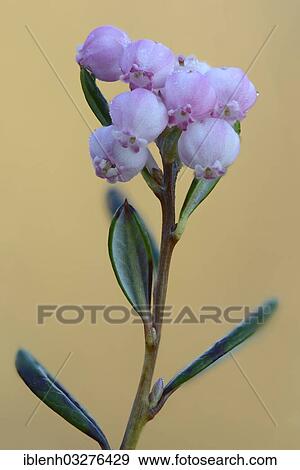 Stock Photo - "Bog Rosemary (Andromeda polyfolia), Dalum, Emsland, Lower Saxony, Germany, Europe". Fotosearch