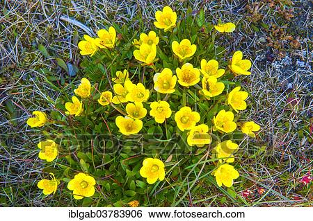"Bog saxifrage (Saxifraga hirculus), Wrangel, Chukotka, Russia, Europe" View Large Photo Image Stock Photograph - "Bog saxifrage (Saxifraga hirculus), Wrangel, Chukotka, Russia, Europe". Fotosearch