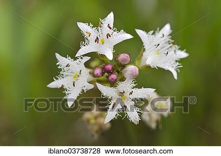 "Bogbean (Menyanthes trifoliata), Tyrol, Austria, Europe" View Large Photo Image Stock Photo - "Bogbean (Menyanthes trifoliata), Tyrol, Austria, Europe". Fotosearch