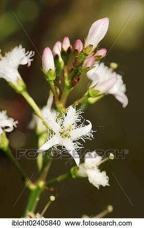 "Bogbean or Buckbean (Menyanthes trifoliata), North Rhine-Westphalia, Germany, Europe" View Large Photo Image Stock Image - "Bogbean or Buckbean (Menyanthes trifoliata), North Rhine-Westphalia, Germany, Europe". Fotosearch