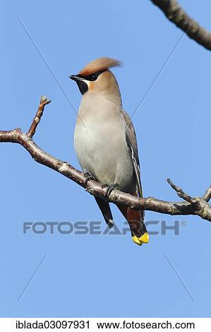 Stock Image - "Bohemian Waxwing (Bombycilla garrulus) perched on a branch, Wolfskehlen, Gross Gerau, Hesse, Germany, Europe". Fotosearch