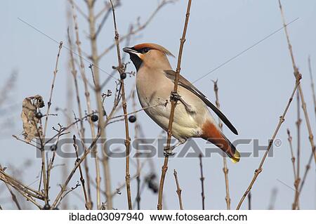 "Bohemian Waxwing (Bombycilla garrulus) perched on a twig of a privet shrub, Wolfskehlen, Gross Gerau, Hesse, Germany, Europe" View Large Photo Image Stock Image - "Bohemian Waxwing (Bombycilla garrulus) perched on a twig of a privet shrub, Wolfskehlen, Gross Gerau, Hesse, Germany, Europe". Fotosearch