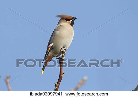 "Bohemian Waxwing (Bombycilla garrulus) perched on a twig, Wolfskehlen, Gross Gerau, Hesse, Germany, Europe" View Large Photo Image Stock Image - "Bohemian Waxwing (Bombycilla garrulus) perched on a twig, Wolfskehlen, Gross Gerau, Hesse, Germany, Europe". Fotosearch