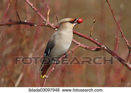 "Bohemian Waxwing (Bombycilla garrulus) eating a rose hip, Wolfskehlen, Gross Gerau, Hesse, Germany, Europe" View Large Photo Image Stock Photo - "Bohemian Waxwing (Bombycilla garrulus) eating a rose hip, Wolfskehlen, Gross Gerau, Hesse, Germany, Europe". Fotosearch