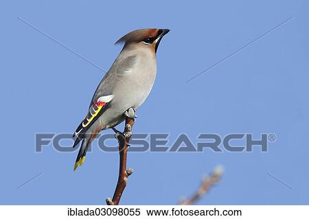 Stock Photography - "Bohemian Waxwing (Bombycilla garrulus) perched on a twig, Wolfskehlen, Gross Gerau, Hesse, Germany, Europe". Fotosearch