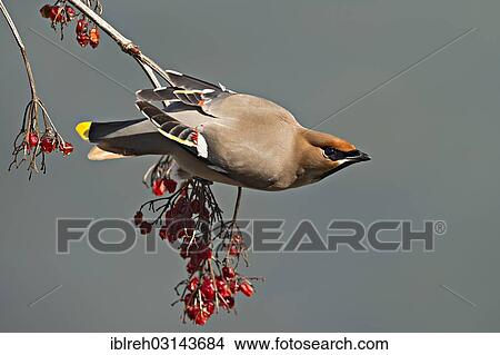 "Bohemian Waxwing (Bombycilla garrulus), Schwaz, Tyrol, Austria, Europe" View Large Photo Image Picture - "Bohemian Waxwing (Bombycilla garrulus), Schwaz, Tyrol, Austria, Europe". Fotosearch