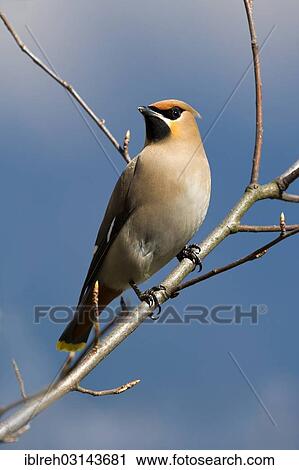 "Bohemian Waxwing (Bombycilla garrulus), Schwaz, Tyrol, Austria, Europe" View Large Photo Image Stock Image - "Bohemian Waxwing (Bombycilla garrulus), Schwaz, Tyrol, Austria, Europe". Fotosearch