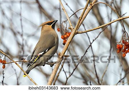 Stock Image - "Bohemian Waxwing (Bombycilla garrulus), Schwaz, Tyrol, Austria, Europe". Fotosearch