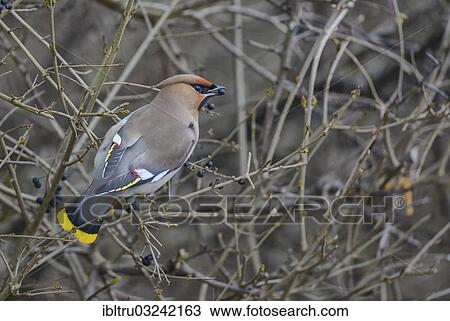 "Bohemian Waxwing (Bombycilla garrulus), Austria, Europe" View Large Photo Image Stock Image - "Bohemian Waxwing (Bombycilla garrulus), Austria, Europe". Fotosearch