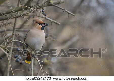 "Bohemian Waxwing (Bombycilla garrulus), Austria, Europe" View Large Photo Image Stock Image - "Bohemian Waxwing (Bombycilla garrulus), Austria, Europe". Fotosearch