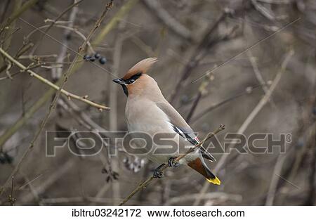 "Bohemian Waxwing (Bombycilla garrulus), Austria, Europe" View Large Photo Image Stock Image - "Bohemian Waxwing (Bombycilla garrulus), Austria, Europe". Fotosearch