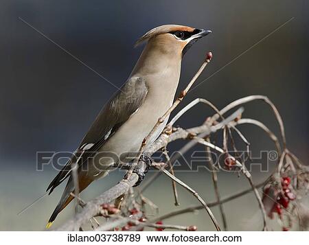 "Bohemian Waxwing (Bombycilla garrulus), Tyrol, Austria, Europe" View Large Photo Image Stock Photo - "Bohemian Waxwing (Bombycilla garrulus), Tyrol, Austria, Europe". Fotosearch