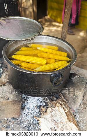 "Boiled corn cobs at a cookshop, Udapalatha, Central Province, Sri Lanka, Asia" View Large Photo Image Stock Image - "Boiled corn cobs at a cookshop, Udapalatha, Central Province, Sri Lanka, Asia". Fotosearch