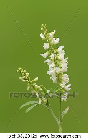"Bokhara Clover, Honey Clover or White Sweet Clover (Melilotus alba), flowers, North Rhine-Westphalia, Germany, Europe" View Large Photo Image Stock Photography - "Bokhara Clover, Honey Clover or White Sweet Clover (Melilotus alba), flowers, North Rhine-Westphalia, Germany, Europe". Fotosearch