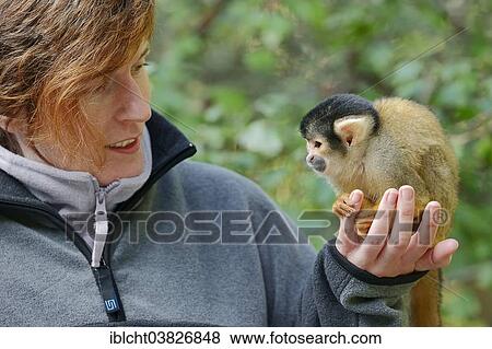 "Bolivian Squirrel Monkey (Saimiri boliviensis) sitting on a woman's hand, captive, Germany, Europe" View Large Photo Image Stock Photo - "Bolivian Squirrel Monkey (Saimiri boliviensis) sitting on a woman's hand, captive, Germany, Europe". Fotosearch