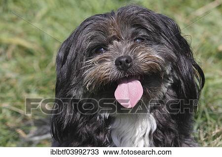 Stock Image - "Bolognese Color mixed-breed, female, 3 years, North Rhine-Westphalia, Germany, Europe". Fotosearch