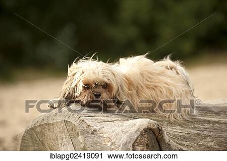Bolonka Zwetna or Coloured Lapdog lying on a tree trunk View Large Photo Image Stock Image - Bolonka Zwetna or Coloured Lapdog lying on a tree trunk. Fotosearch