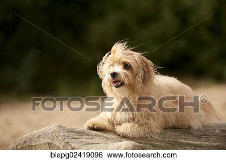 Bolonka Zwetna or Coloured Lapdog lying on a tree trunk View Large Photo Image Stock Photograph - Bolonka Zwetna or Coloured Lapdog lying on a tree trunk. Fotosearch