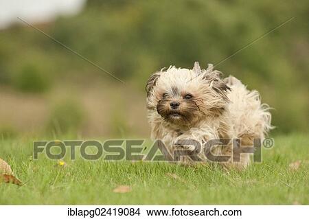 Bolonka Zwetna or Coloured Lapdog running across a meadow View Large Photo Image Picture - Bolonka Zwetna or Coloured Lapdog running across a meadow. Fotosearch