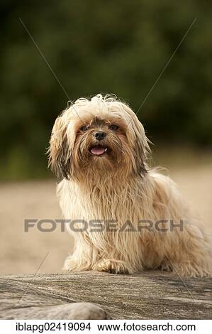Bolonka Zwetna or Coloured Lapdog sitting on a tree trunk View Large Photo Image Picture - Bolonka Zwetna or Coloured Lapdog sitting on a tree trunk. Fotosearch