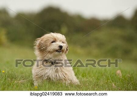 Bolonka Zwetna or Coloured Lapdog sitting in a meadow View Large Photo Image Stock Image - Bolonka Zwetna or Coloured Lapdog sitting in a meadow. Fotosearch