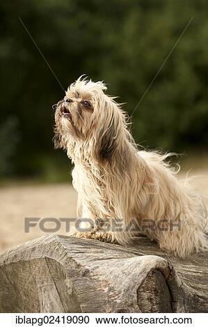 Stock Image - Bolonka Zwetna or Coloured Lapdog sitting on a tree trunk. Fotosearch